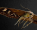 Moth Killer Blog Featured Image
