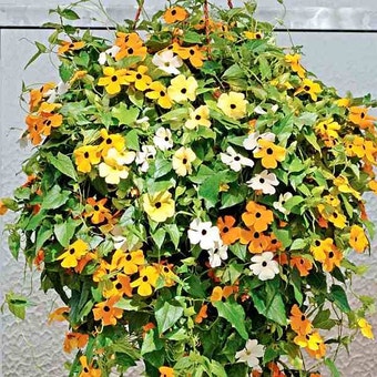 Suttons Seeds - Black-Eyed Susie