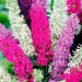 Suttons Seeds - Buddleia - Butterfly Magnet Mix
