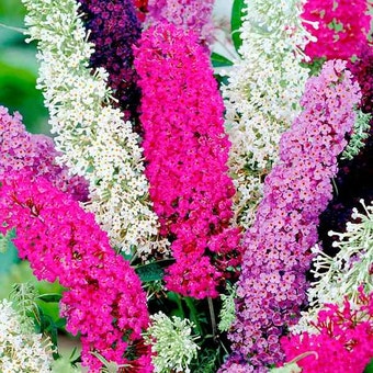 Suttons Seeds - Buddleia - Butterfly Magnet Mix