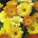 Suttons Seeds - Calendula - Daisy Mix
