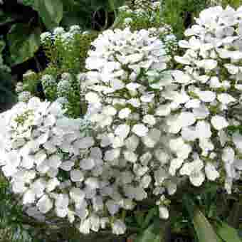Sutton Seeds Candytuft Seeds - Mount Hood