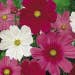 Suttons Seeds - Cosmos - Sensation Tall Mix