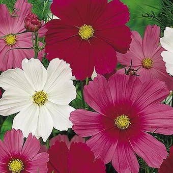 Suttons Seeds - Cosmos - Sensation Tall Mix