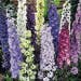 Suttons Seeds - Delphinium - Delight Mix