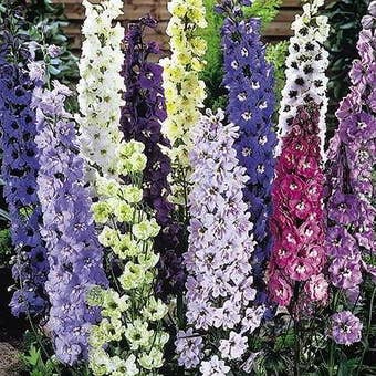 Suttons Seeds - Delphinium - Delight Mix