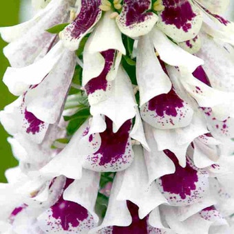 Suttons Seeds - Foxglove - Digitalis - Pam's Split