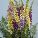 Suttons Seeds - Foxglove - Digitalis - Speckled Spires Mix