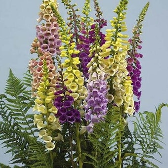 Suttons Seeds - Foxglove - Digitalis - Speckled Spires Mix