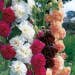 Suttons Seeds - Hollyhock - Chater's Mix