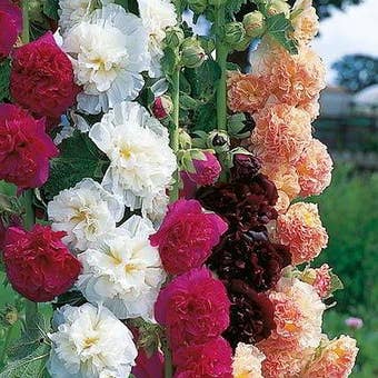 Suttons Seeds - Hollyhock - Chater's Mix