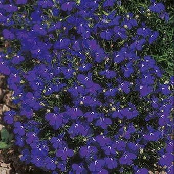 Suttons Seeds - Lobelia - Crystal Palace