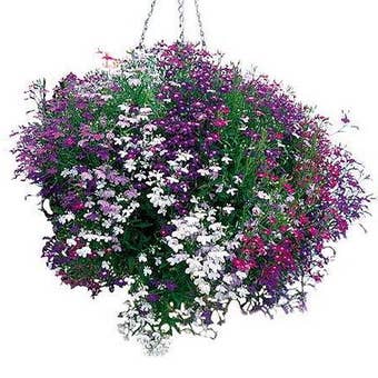 Suttons Seeds - Lobelia - Cascade Mix
