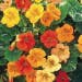 Suttons Seeds - Nasturtium - Tutti Frutti Mix