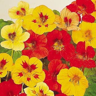 Suttons Seeds - Nasturtium - Little Gem Mix