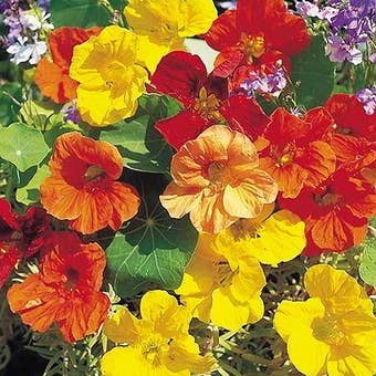 Suttons Seeds - Nasturtium - Tropical Mix