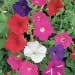 Suttons Seeds - Petunia - F2 Cheerful Mix