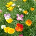 Suttons Seeds - Poppy Californian - Vivid Mix - Pack Of 500