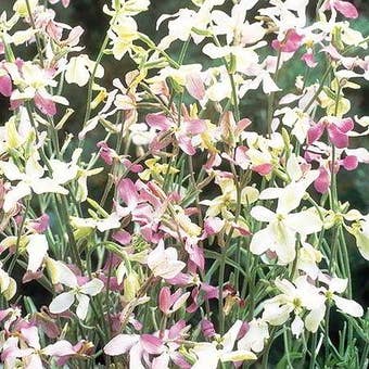 Suttons Seeds - Night Scented Stock - Evening Fragrance