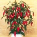 Suttons Seeds - Pepper Chilli - F1 Apache