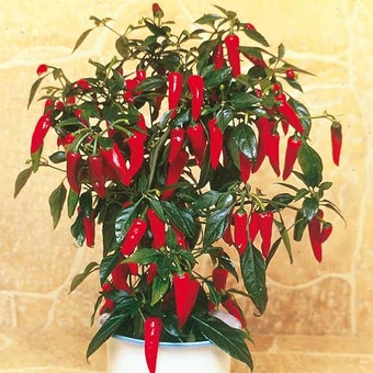 Suttons Seeds - Pepper Chilli - F1 Apache