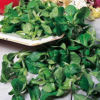 Suttons Seeds - Lambs Lettuce - Corn Salad