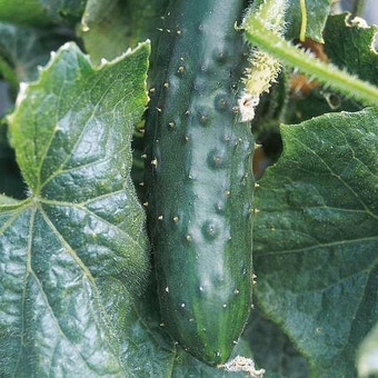 Suttons Seeds - Cucumber - Marketmore