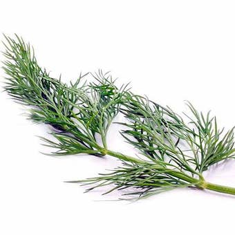 Suttons Seeds - Dill