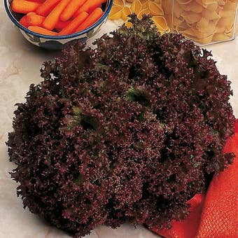Suttons Seeds - Lettuce - Lollo Rossa