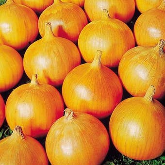 Suttons Seeds - Onion Bedfordshire Champion