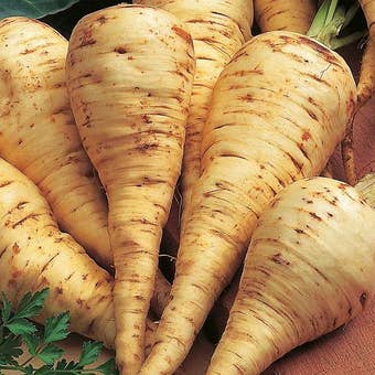 Suttons Seeds - Parsnip - White Gem