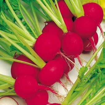 Suttons Seeds - Radish - Scarlet Globe