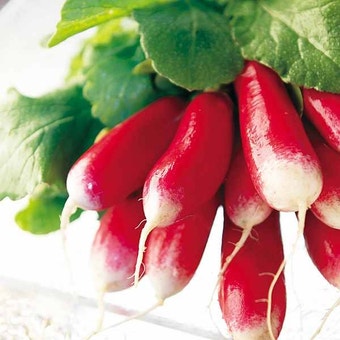 Suttons Seeds - Radish - French Breakfast 3
