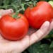Suttons Seeds - Tomato - Moneymaker