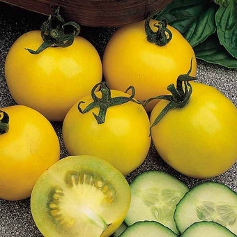 Suttons Seeds - Tomato - Golden Sunrise