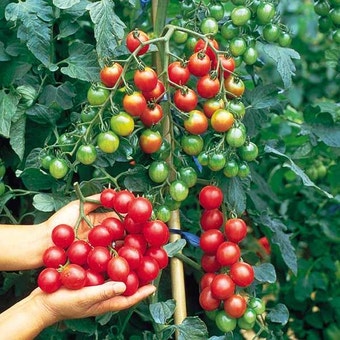 Suttons Seeds - Tomato - F1 Sweet Million