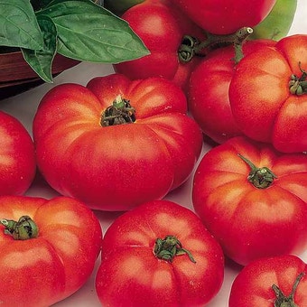 Suttons Seeds - Tomato - Marmande