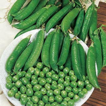 Suttons Seeds - Pea - Kelvedon Wonder