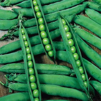 Suttons Seeds - Pea - Hurst Greenshaft