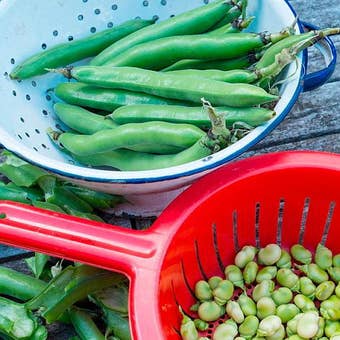 Suttons Seeds - Broad Bean - The Sutton