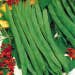 Suttons Seeds - Runner Bean - Prizewinner