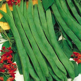 Suttons Seeds - Runner Bean - Prizewinner
