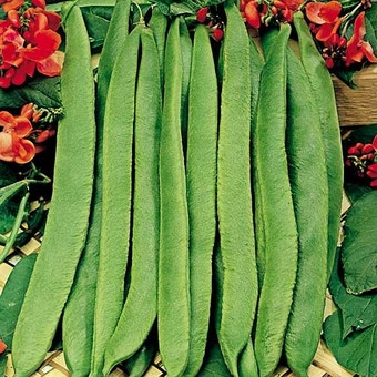Suttons Scarlet Emperor Runner Bean Seeds - Pack Of 50