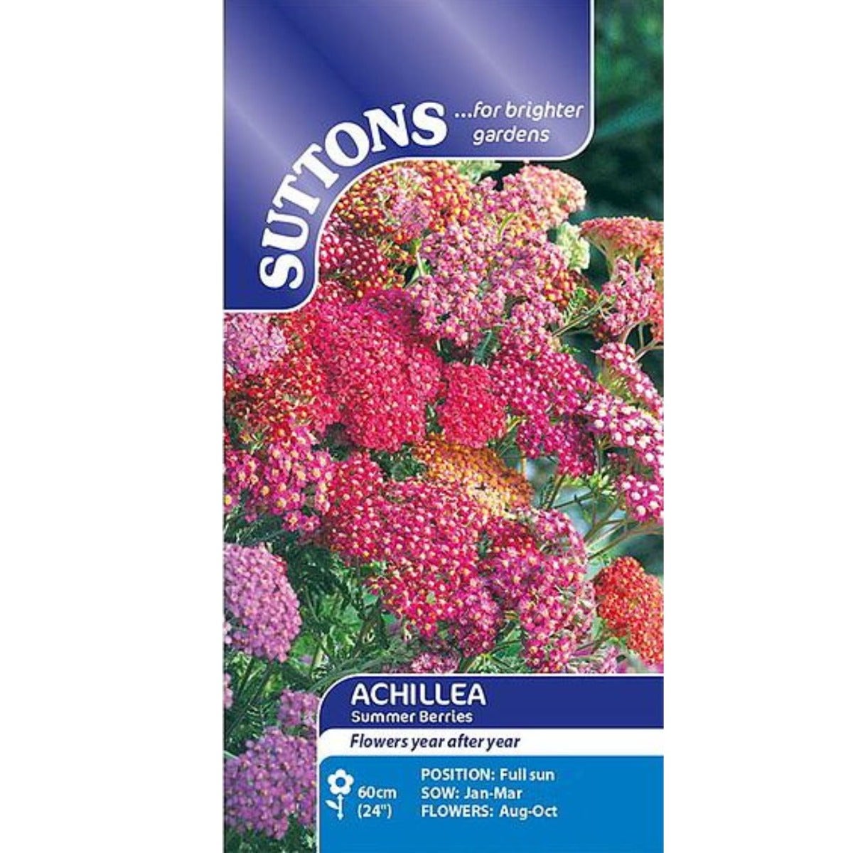 Achillea Seeds - Summer Berries