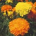 Marigold African Seeds - Fantastic Mix