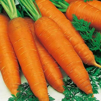Suttons Seeds - Carrot - Autumn King 2