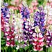 Lupinus Seeds - Avalune Mix