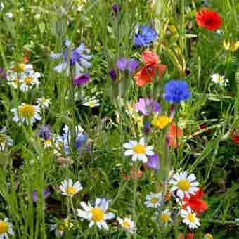 Suttons Colourful Annuals Mix Seeds - Pack Of 1000