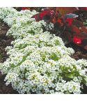 Suttons Seeds - Alyssum - Snow Carpet