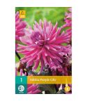 Dahlia Purple City Flower Bulb - Pack Of 1
